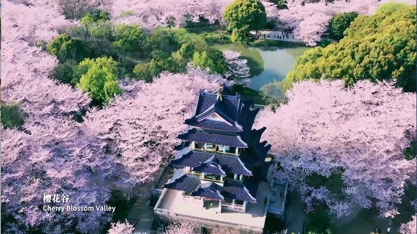 樱花谷